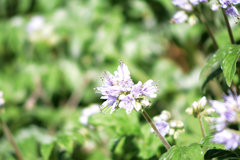 Hydrophyllum capitatum
