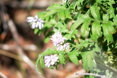 Hydrophyllum capitatum