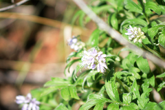 Hydrophyllum capitatum