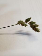 Carex tenera