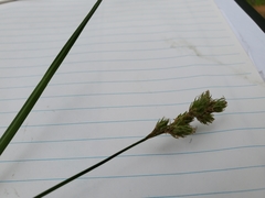Carex tenera