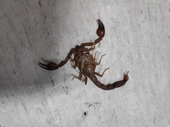 Thorellius intrepidus