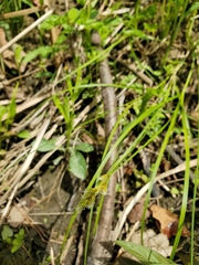Carex tenera
