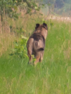 Coyote photographed in Mississippi