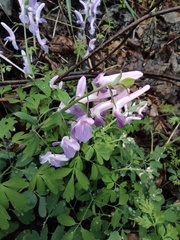 Corydalis yanhusuo
