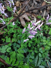Corydalis yanhusuo