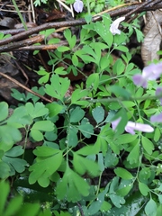 Corydalis yanhusuo