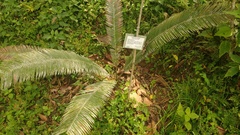 Dioon