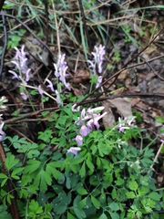 Corydalis yanhusuo