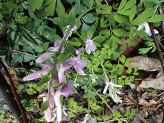 Corydalis yanhusuo