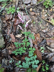 Corydalis yanhusuo