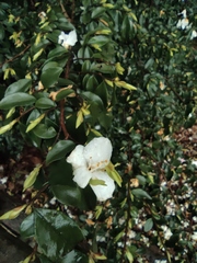 Camellia cuspidata
