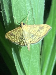 Anania verbascalis