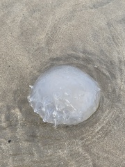 Rhizostomatoidea