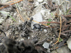 Chrysolina exanthematica