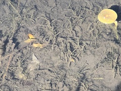 Potamogeton foliosus