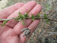 Astragalus suffruticosus