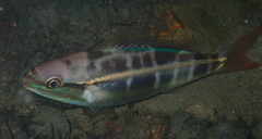 Pentapodus paradiseus
