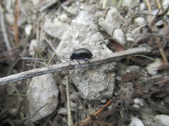 Chrysolina exanthematica