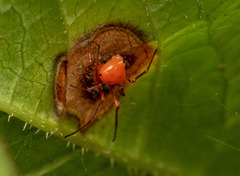 Chrysso trimaculata