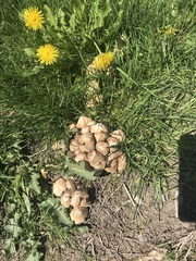 Candolleomyces candolleanus