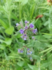 Anchusa officinalis
