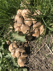 Candolleomyces candolleanus