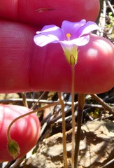 Oxalis orthopoda