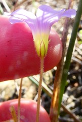 Oxalis orthopoda