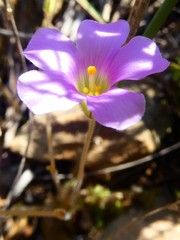 Oxalis orthopoda
