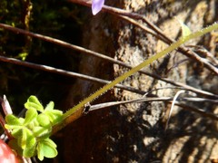 Oxalis orthopoda