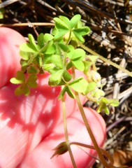 Oxalis orthopoda