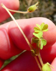 Oxalis orthopoda