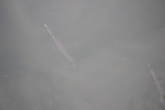 Zenarchopterus buffonis