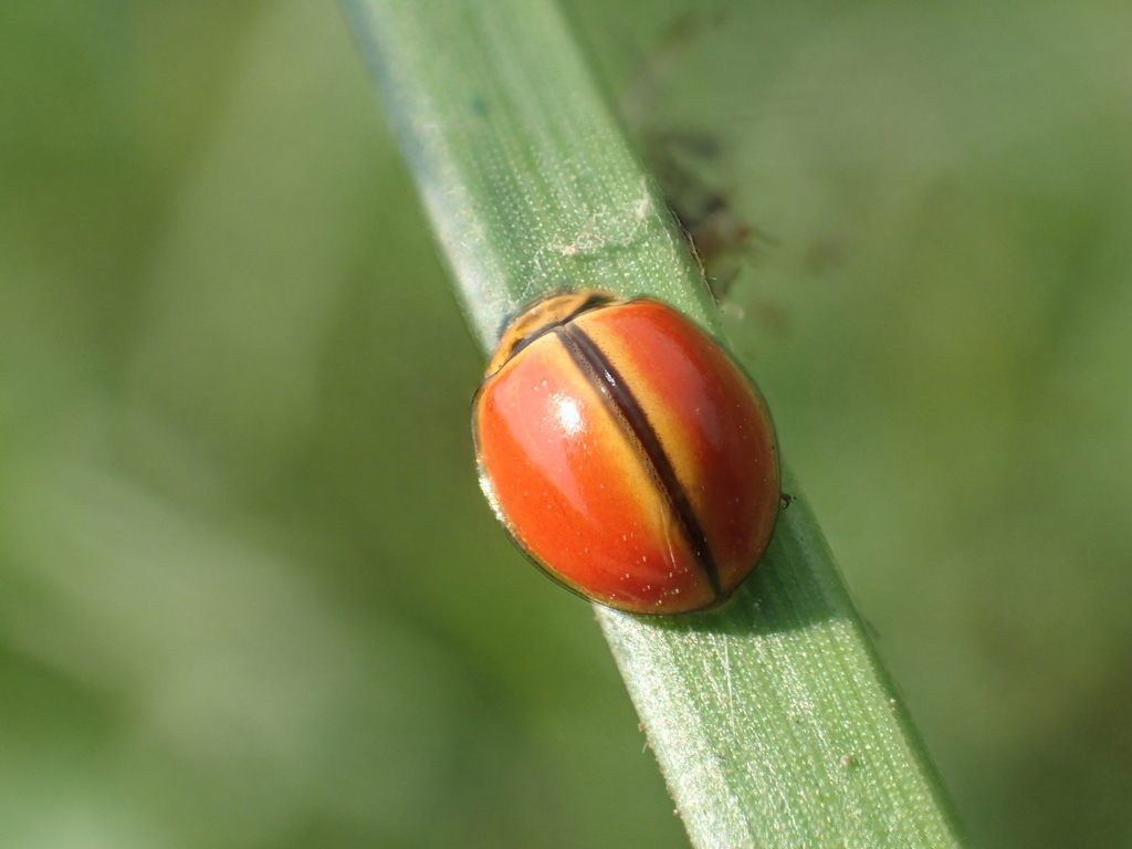 Discolored Lady Beetle