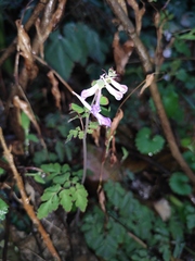Corydalis edulis