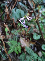 Corydalis edulis
