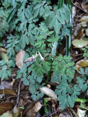 Corydalis edulis
