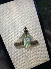 Rhamphomyia marginata