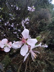 Prunus davidiana