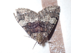 Hydriomena albifasciata