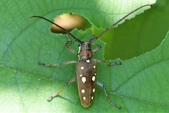 Batocera rubus rubus