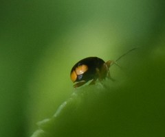 Cryptocephalus chrysopus