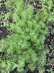 Tripleurospermum inodorum
