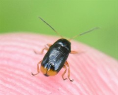 Cryptocephalus chrysopus