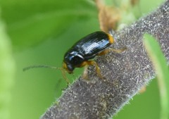 Cryptocephalus chrysopus