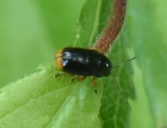 Cryptocephalus chrysopus