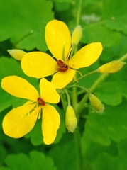 Chelidonium majus