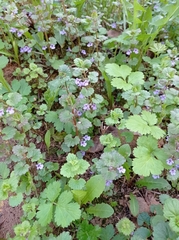 Glechoma hederacea