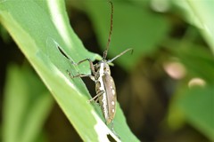 Batocera rubus rubus